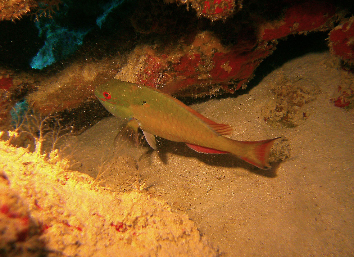 Greenblotch Parrotfish Sep 13, 2017. Oil Slick Leap, Bonaire.<br />
 Caribbean Netherlands,Geotagged,Greenblotch parrotfish,Sparisoma atomarium,Summer