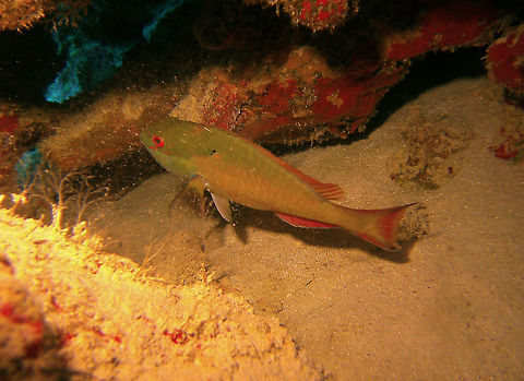 Greenblotch Parrotfish Sep 13, 2017. Oil Slick Leap, Bonaire.
 Caribbean Netherlands,Geotagged,Greenblotch parrotfish,Sparisoma atomarium,Summer