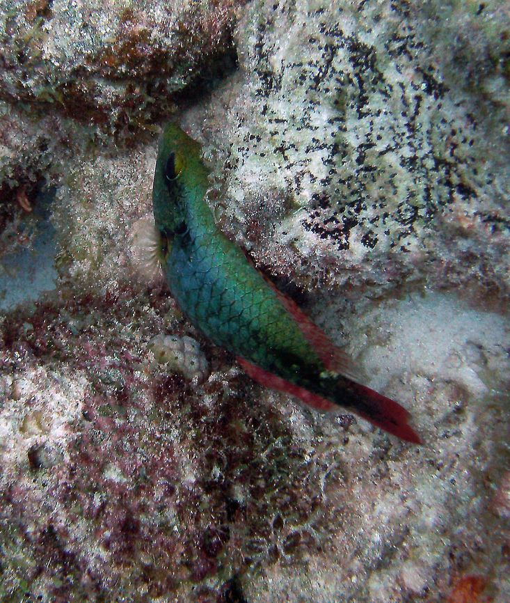 Redband parrotfish Sep 13, 2017. Weber's Joy/Witches Hut, Bonaire.<br />
Adults of both sexes have distinct white spot behind base of dorsal fin; super males with red line from corner of mouth to below back of eye; and 2 or more jet-black spots on side above pectoral fin. The smaller color phase is brown or greenish brown with a dark blue cast on the back and sides, becoming red ventrally.  Caribbean Netherlands,Geotagged,Sparisoma aurofrenatum,Summer