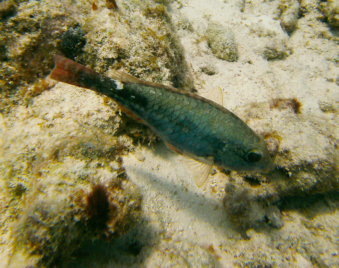 Redband Parrotfish Sep 12, 2017. Angel City, Bonaire.<br />
The same parrotfish species but here you can see better the whole body. Caribbean Netherlands,Geotagged,Sparisoma aurofrenatum,Summer