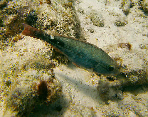 Redband Parrotfish Sep 12, 2017. Angel City, Bonaire.
The same parrotfish species but here you can see better the whole body. Caribbean Netherlands,Geotagged,Sparisoma aurofrenatum,Summer