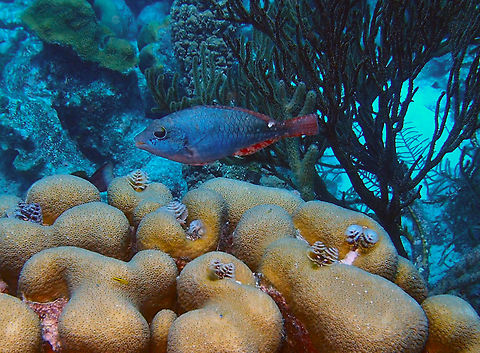 Redband Parrotfish Sep 12, 2017. Alice in Wonderland dive site, Bonaire. Caribbean Netherlands,Geotagged,Sparisoma aurofrenatum,Summer