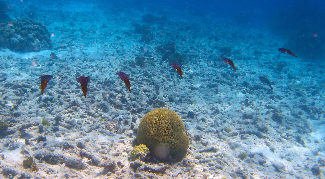 Caribbean Reef Squid Sep 11, 2017. Dive site Andrea I, Bonaire. Just to show a school and how they swim parallel to each other. You can see how they communicate by changing colors. It is amazing. Caribbean Netherlands,Caribbean reef squid,Geotagged,Sepioteuthis sepioidea,Summer
