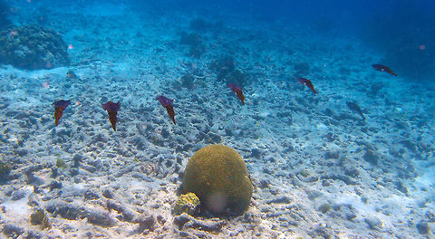 Caribbean Reef Squid Sep 11, 2017. Dive site Andrea I, Bonaire. Just to show a school and how they swim parallel to each other. You can see how they communicate by changing colors. It is amazing. Caribbean Netherlands,Caribbean reef squid,Geotagged,Sepioteuthis sepioidea,Summer