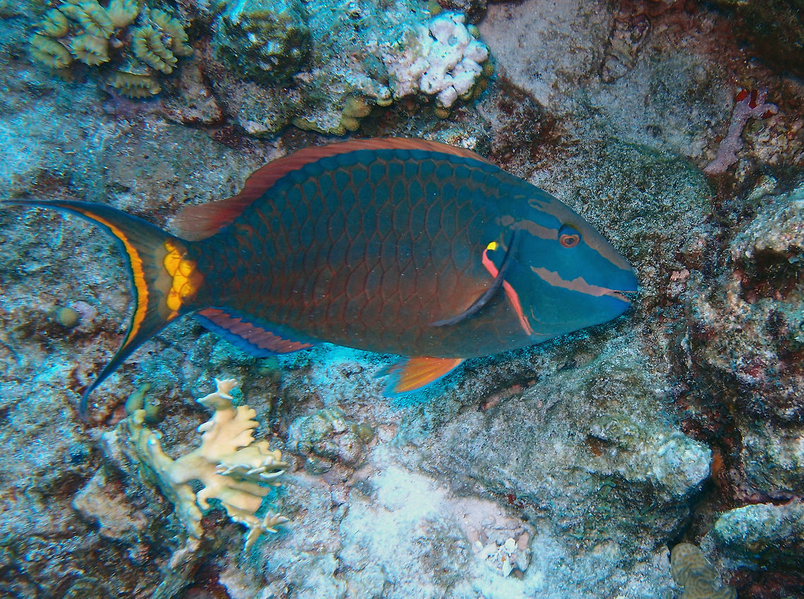 Stoplight Parrotfish (Final Phase) Sep 15, Sharon&#039;s Serenity dive site, Klein Bonaire.<br />
This is the final phase or male. The name is due to its yellow dot next to the gill. Caribbean Netherlands,Geotagged,Sparisoma viride,Stoplight parrotfish,Summer