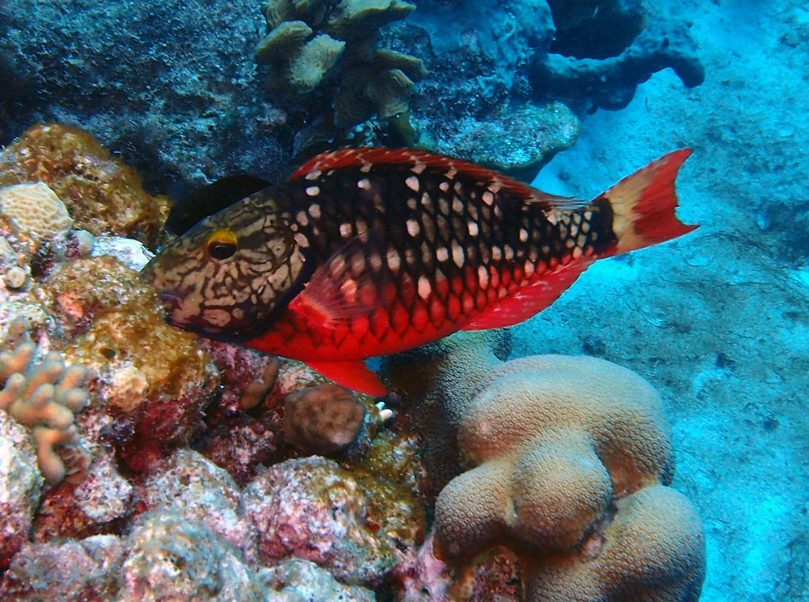 Stoplight Parrotfish (Intermediate Phase) Sep 11, 2017. 1000 Steps dive site.<br />
This is the intermediate, female phase. Caribbean Netherlands,Geotagged,Sparisoma viride,Stoplight parrotfish,Summer