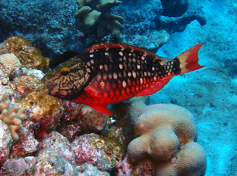 Stoplight Parrotfish (Intermediate Phase) Sep 11, 2017. 1000 Steps dive site.
This is the intermediate, female phase. Caribbean Netherlands,Geotagged,Sparisoma viride,Stoplight parrotfish,Summer