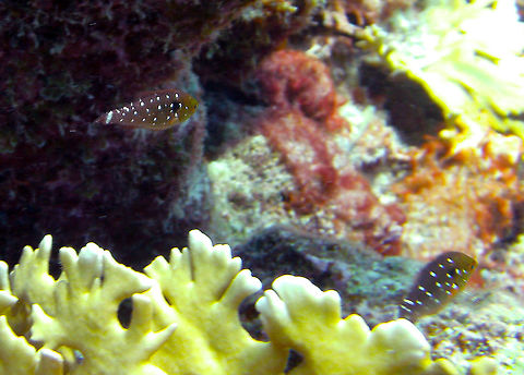 Stoplight Parrotfish (baby) Sep 12, 2017. Dive site Alice in Wonderland, Bonaire. Caribbean Netherlands,Geotagged,Sparisoma viride,Stoplight parrotfish,Summer