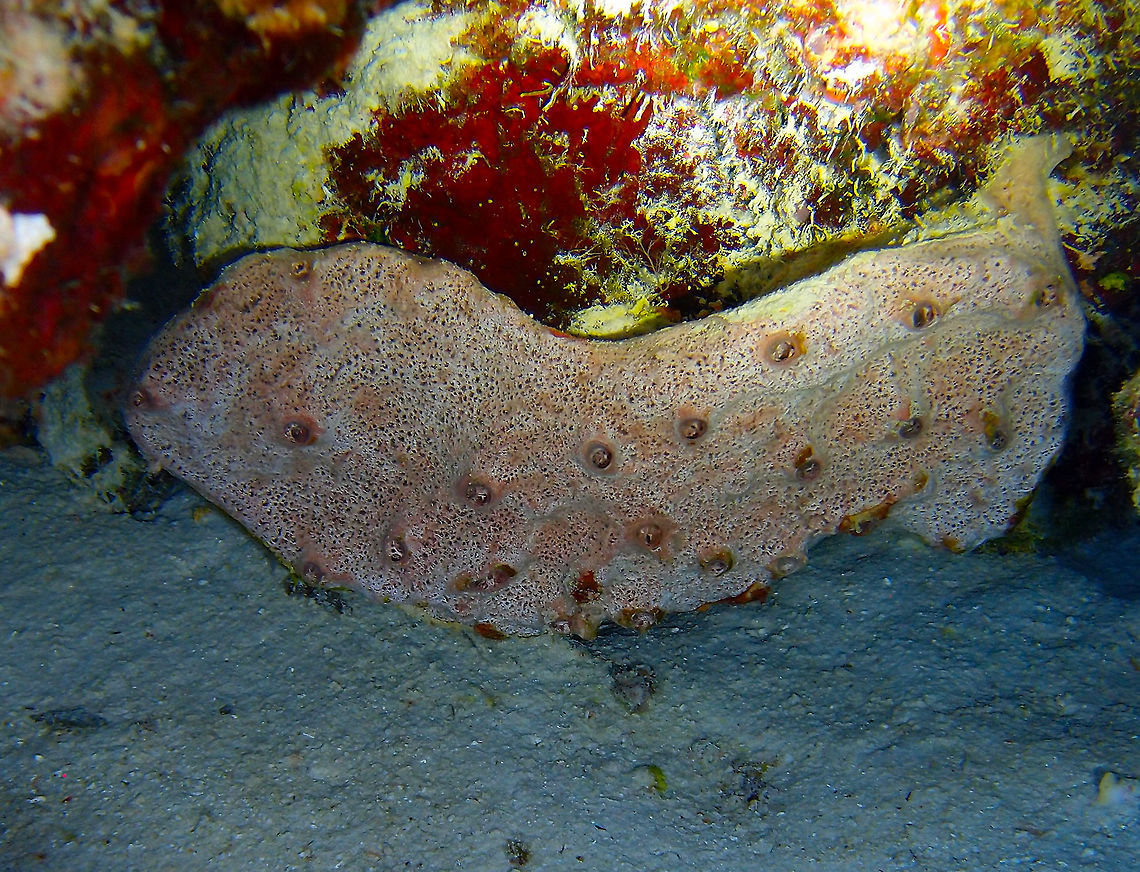 Peach Encrusting Sponge Sep 12, 2017. Dive site Alice in Wonderland, Bonaire.<br />
 Caribbean Netherlands,Geotagged,Peach Encrusting Sponge,Spirastrella hartmani,Summer