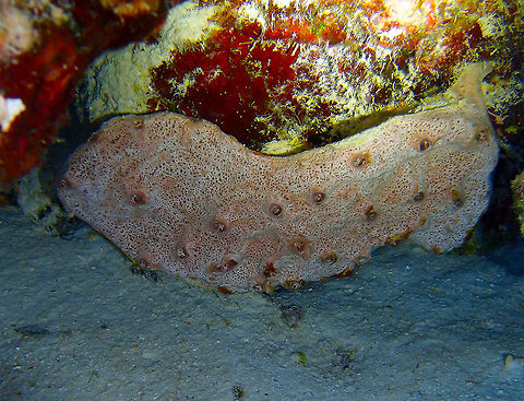 Peach Encrusting Sponge Sep 12, 2017. Dive site Alice in Wonderland, Bonaire.
 Caribbean Netherlands,Geotagged,Peach Encrusting Sponge,Spirastrella hartmani,Summer