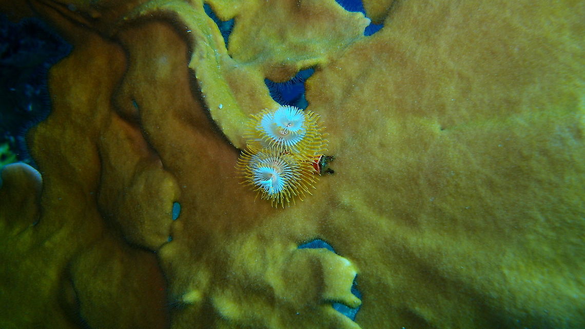 Christmas Tree Worm Sep 11, 2017. 1000 Steps Dive site, Bonaire.<br />
One of many spotted ones sitting on a fire coral wall.<br />
The worms&#039; most distinct features are two &quot;crowns&quot; shaped like Christmas trees. These are highly modified prostomial palps, which are specialized mouth appendages. Each spiral is composed of feather-like tentacles called radioles, which are heavily ciliated and cause any prey trapped in them to be transported to the worm&#039;s mouth. While they are primarily feeding structures, S. giganteus also uses its radioles for respiration; hence, the structures commonly are called &quot;gills.&quot; Caribbean Netherlands,Christmas tree worm,Geotagged,Spirobranchus giganteus,Summer