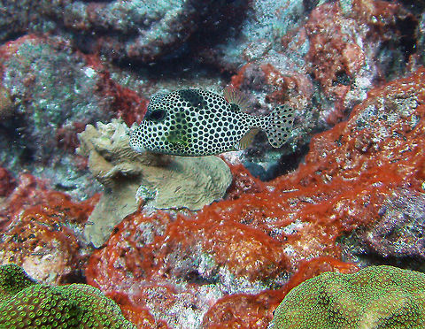 Spotted Trunkfish Sep 12, 2017. Alice in Wonderland dive site, Bonaire. Caribbean Netherlands,Geotagged,Lactophrys bicaudalis,Spotted Trunkfish,Summer