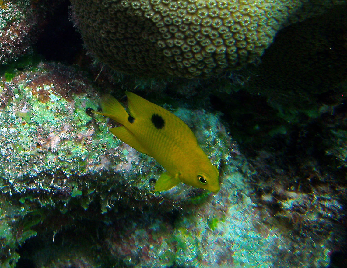 Threespot Damselfish (Juvenile) Sep11, 2017. Oil Slick Leap, Bonaire.<br />
 Caribbean Netherlands,Geotagged,Stegastes planifrons,Summer