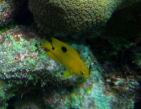 Threespot Damselfish (Juvenile) Sep11, 2017. Oil Slick Leap, Bonaire.
 Caribbean Netherlands,Geotagged,Stegastes planifrons,Summer