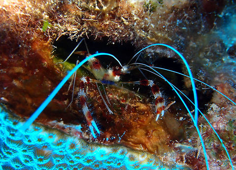 Banded Coral Shrimp Sep 12, 2017. Angel City, Bonaire. Banded coral shrimp,Caribbean Netherlands,Geotagged,Stenopus hispidus,Summer