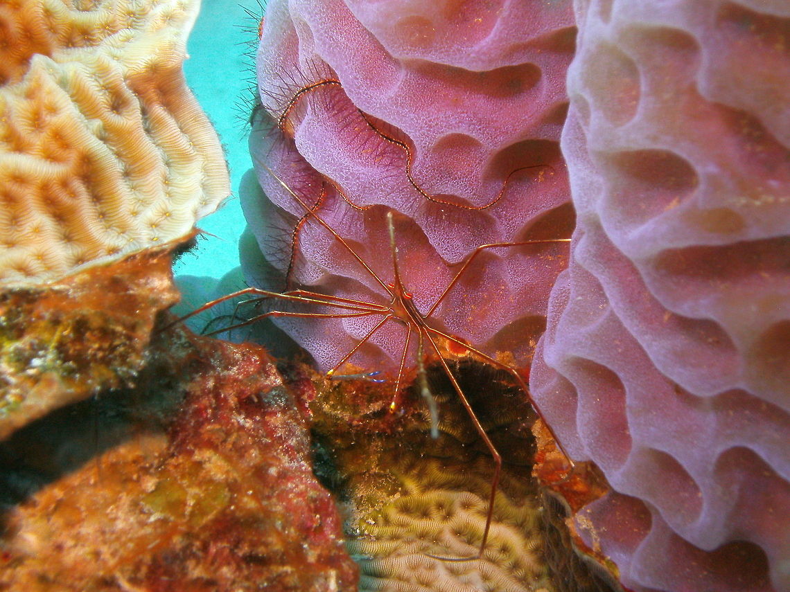 Yellowline Arrow Crab Sep 13, 2017. Oil Slick Leap, Bonaire. Pic made by mys husband, Mark Bockstael.<br />
These odd-shaped crabs were quite common in all dive sites of the island. They are usually hidden under coral crevices. This one chose a very pretty surrounding with the vase sponge. Caribbean Netherlands,Geotagged,Stenorhynchus seticornis,Summer