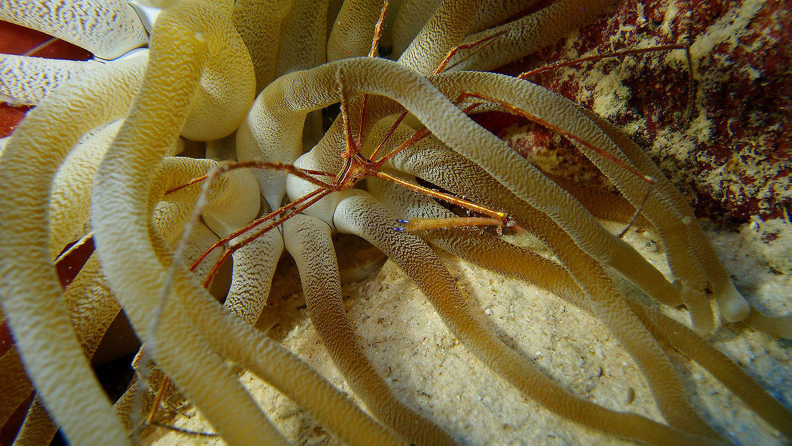Yellowline Arrow Crab Sep 15, 2017. Tori's Reef, Bonaire.<br />
Another arrow crab beauty, this time hidden under an anemone. Caribbean Netherlands,Geotagged,Stenorhynchus seticornis,Summer