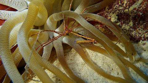 Yellowline Arrow Crab Sep 15, 2017. Tori's Reef, Bonaire.
Another arrow crab beauty, this time hidden under an anemone. Caribbean Netherlands,Geotagged,Stenorhynchus seticornis,Summer