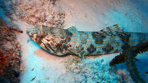 Sand Diver Sep 14, La Machaca, Bonaire. Caribbean Netherlands,Geotagged,Summer,Synodus intermedius