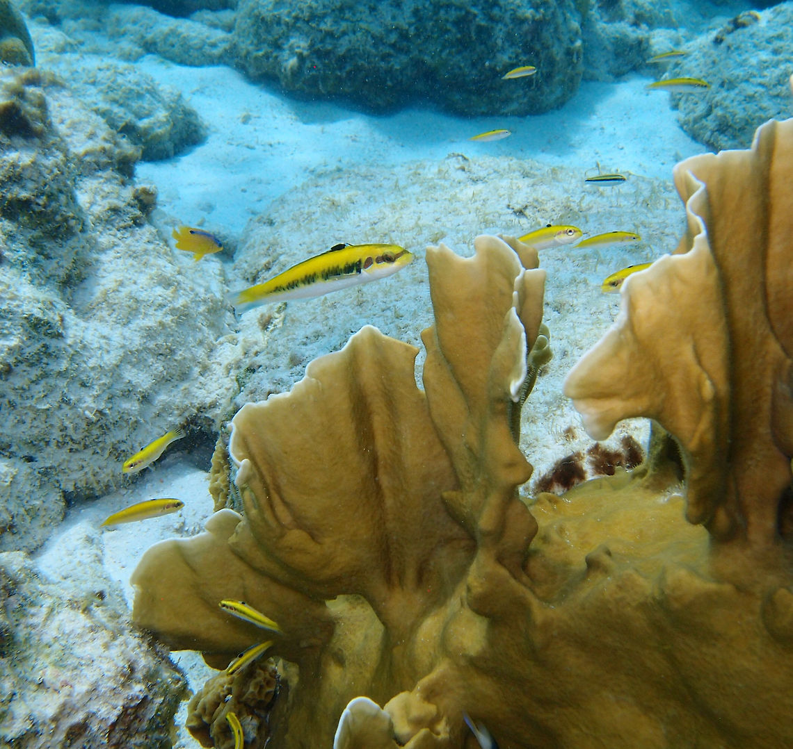 Blue Head Wrasse Juveniles Sep 13, 2017. Weber's joy/Witches Hut dive site, Bonaire.<br />
 Bluehead wrasse,Caribbean Netherlands,Geotagged,Summer,Thalassoma bifasciatum