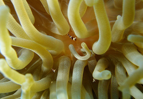 Squat Shrimp Sep 15, 2017. Tori's Reef dive site, Bonaire. Sexy shrimp,Thor amboinensis