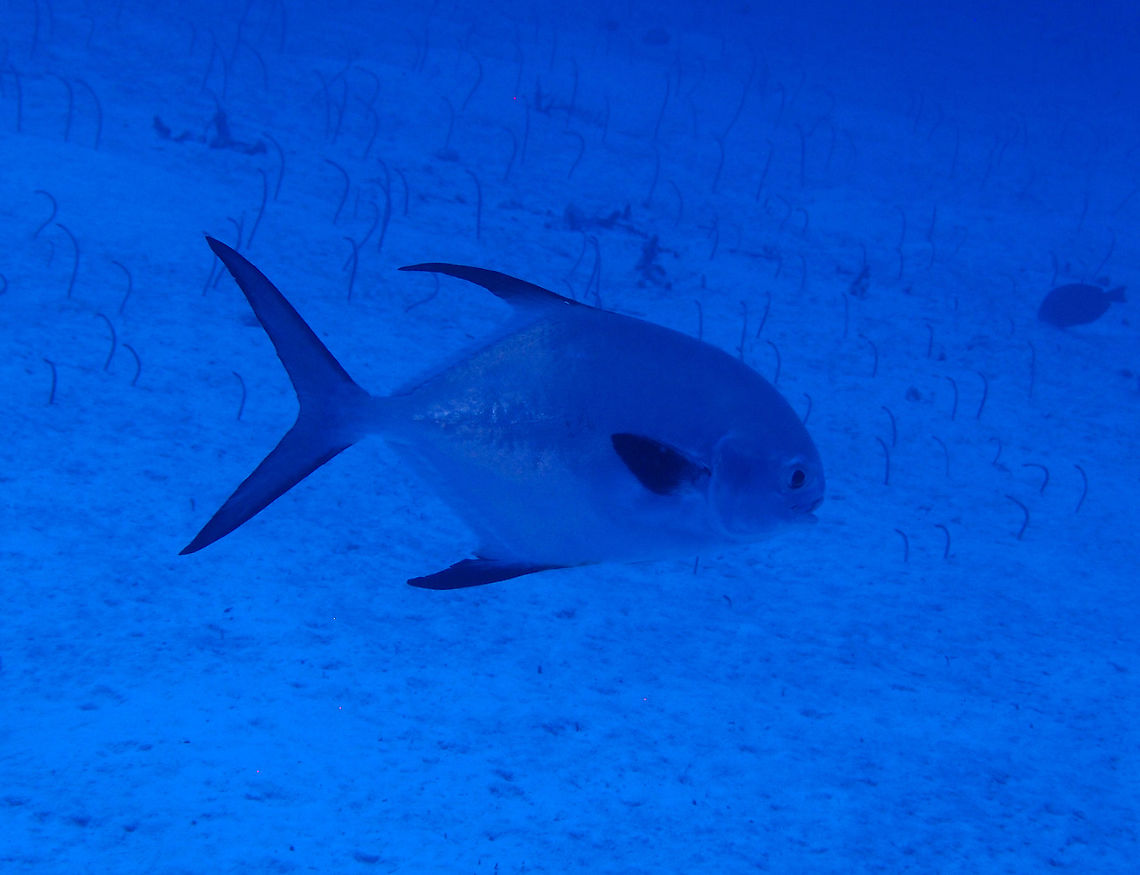 Permit Sep 15, 2017. Tori&#039;s Reef, Bonaire.<br />
Another odd name!<br />
It was in the deepest part of the dive at more than 30 m. You can see the garden eels behind it. Caribbean Netherlands,Geotagged,Permit,Summer,Trachinotus falcatus
