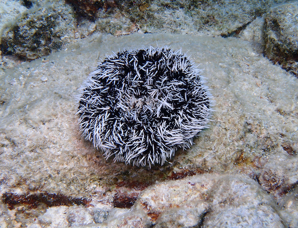 West Indian Sea Egg Sep 14, 2017. Dive site La Machaca, Bonaire. Caribbean Netherlands,Geotagged,Summer,Tripneustes ventricosus