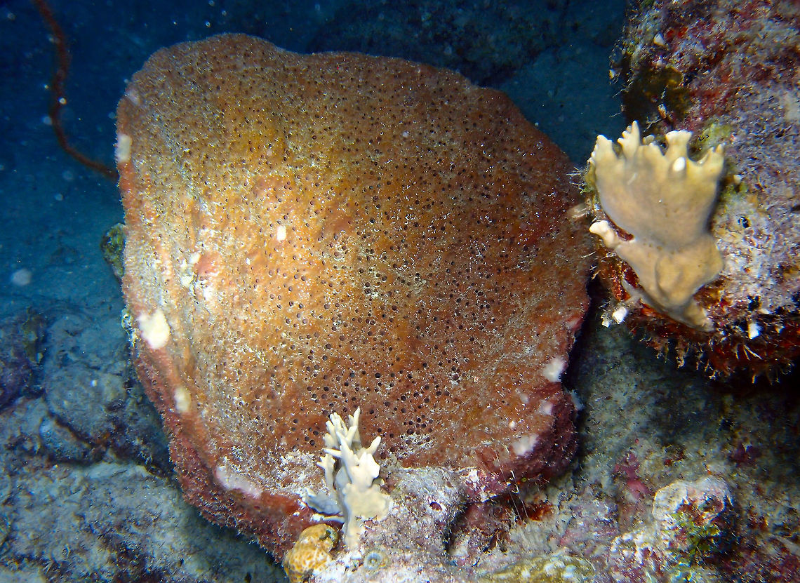 Netted Barrel Sponge Sep 13, 2017. Night dive in Bari Reef, Bonaire.<br />
In coral reef drop-off. Caribbean Netherlands,Geotagged,Netted Barrel Sponge,Summer,Verongula gigantea