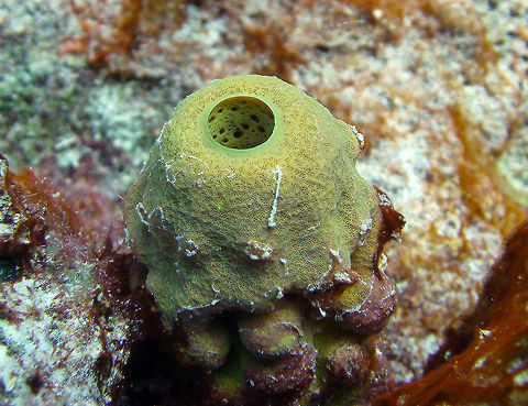 Verongula resiwigi Sep 12, 2017. Seen in Alice in Wonderland, Bonaire. Caribbean Netherlands,Geotagged,Summer,Verongula reiswigi
