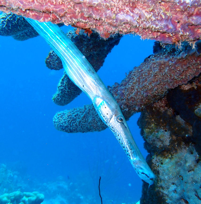 Trumpetfish Sep 11, 2017. 1000 Steps, Bonaire.<br />
We saw many trumpetfishes in different colors. I may post a few more. Aulostomus maculatus,Caribbean Netherlands,Geotagged,Summer,Trumpetfish