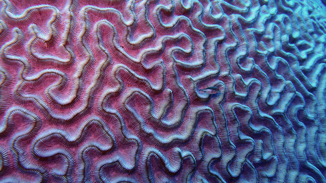 Grooved brain Coral Sep 13, 2017. Weber's Joy/Witches Hut, Bonaire.<br />
Find the tiny sharpnose puffer cruising by. Caribbean Netherlands,Diploria labyrinthiformis,Geotagged,Grooved brain coral,Summer