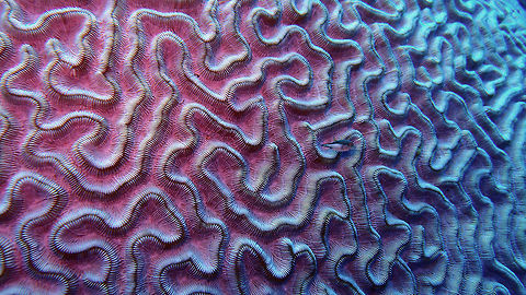 Grooved brain Coral Sep 13, 2017. Weber's Joy/Witches Hut, Bonaire.
Find the tiny sharpnose puffer cruising by. Caribbean Netherlands,Diploria labyrinthiformis,Geotagged,Grooved brain coral,Summer