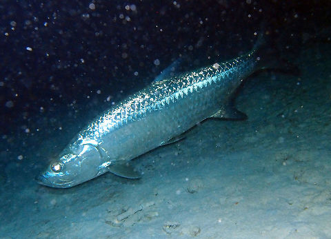 Atlantic Tarpoon Sep 13, 2017. Night dive in Bari Reef. Tarpoons as big as us if not bigger were circling us, attracted by our flashlights. Amazing how big they are. Harmless to humans, though (and not vice versa). Atlantic tarpon,Caribbean Netherlands,Geotagged,Megalops atlanticus,Summer