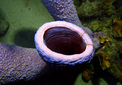 Stove-Pipe Sponge "Hello! I am Aplysina archeri and I am hiding a brittle star in my pipe. She did not tell me her name but she is possibly a Suenson's..there is a lot of them around tonight... :-)"

Habitat:
Night dive in Bari Reef, Bonaire. Aplysina archeri,Caribbean Netherlands,Geotagged,Stove-pipe sponge,Summer