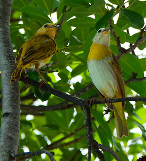 Saffron finch juveniles Sep 10, 2017 in Bonaire. I think the one on the right may be a male since he was more yellow and the other a female but they are both juveniles so it is more difficult to say. They were always in trees near the dining area of our lodge. Caribbean Netherlands,Geotagged,Saffron Finch,Sicalis flaveola,Summer