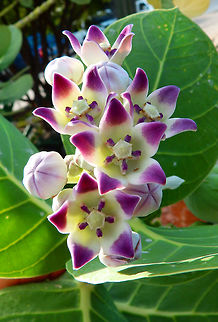 Apple of Sodom Katuna di Seda in papiamento, the language of Bonaire, the plant is called this way because of the unusual fruit contents. They grow into a big green rounded shape that when pressed or struck, explodes with a puff, like a bladder or puff-ball, leaving in the hand only the shreds of the thin rind and a few fibers. It is filled chiefly with air, which gives it the rounded form. In the center a small slender pod runs through it which contains a small quantity of fine silk. Without manipulation the ripe "apples" are also designed to eventually burst. The fibrous contents is then ejected along with the seeds, which promotes their dispersal. The Jamaicans collect these fibers to fill in pillows.
Habitat:
Native to Africa but also the Caribbean islands is an important staple for certain species such as monarch butterflies born in the islands of Bonaire and Klein Bonaire: http://www.dcnanature.org/monarch-butterfly/ Calotrope,Calotropis procera,Caribbean Netherlands,Geotagged,Summer