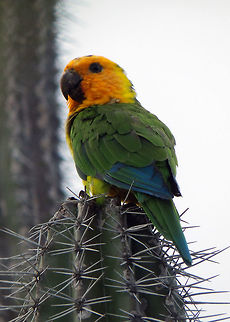 Brown-throated parakeet - Eupsittula pertinax subsp. xanthogenia The brown-throated parakeet is mostly green, with the lowerparts being a lighter green than the upperparts. Black/grey beak. Some blue in the wing Feb 3feathers. Head and face colours depend on the subspecies. Though most subspecies are brown-throated, both E. p. pertinax and E. p. xanthogenia have most of the head, including the throat, orange-yellow.
Habitat:
Aratinga pertinax typically dwells in savannas and semi-open dry scrubby habitat filled with cacti and acacias. This species is also seen in mangrove woodlands, tropical deciduous forests (where it is often the most abundant parrot species), gallery and white sand forests, rhizophora mangroves, edges of humid evergreen forests, and agricultural areas with palms and various other trees. The elevation can vary from lowlands to 1,200 meters or higher, although they tend to stay below 1,200 meters. These parakeets inhabit man-made clearings such as city parks or gardens.
 Brown-throated parakeet,Caribbean Netherlands,Eupsittula pertinax,Geotagged,Summer