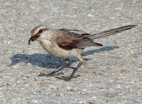 Tropical Mockingbird Adults are 25 cm (9.8 in) long and weigh 54 g (1.9 oz). They are grey on the head and upper parts with yellow eyes, a white eye stripe and dark patch through the eye. The underparts are off-white and the wings are blackish with two white wing bars and white edges to the flight feathers. They have a long dark tail with white feather tips, a slim black bill with a slight downward curve, and long dark legs. This bird has a varied and musical song, huskier than that of northern mockingbird, and may imitate the songs of neighbouring Tropical Mockingbirds, but rarely those of other birds. It will sometimes sing through the night.
Habitat:
This mockingbird occupies open habitats with scattered shrubs and trees, and readily colonizes towns and gardens. It often perches in exposed sites, such as along telephone or electric lines or in the tops of shrubs.  Caribbean Netherlands,Geotagged,Mimus gilvus,Summer,Tropical Mock