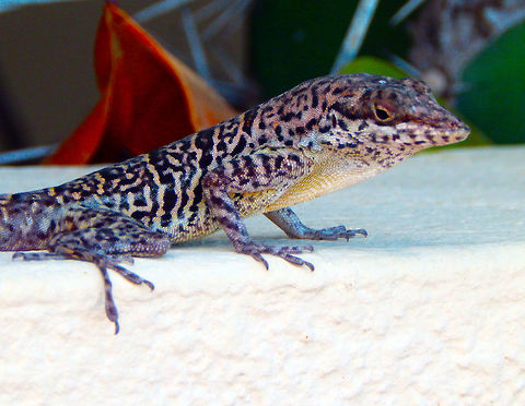 Ruthven's Anole Endemic to the island of Bonaire, it has been granted species status. Hard to find a proper description. I am still searching. Anolis bonairensis,Caribbean Netherlands,Geotagged,Ruthven's Anole,Summer