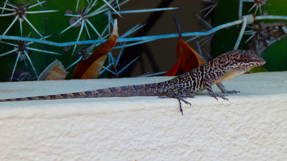 Ruthven's Anole A second pic to show its long tail. Anolis bonairensis,Caribbean Netherlands,Geotagged,Ruthven's Anole,Summer
