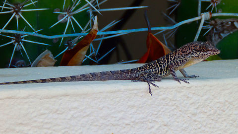 Ruthven's Anole