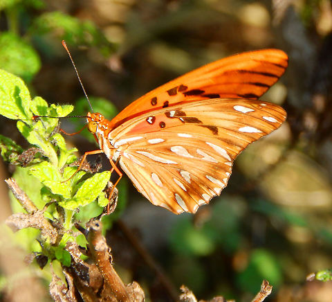 Gulf fritillary In its adult form, the gulf fritillary is a medium-sized butterfly that has extended forewings and a wingspan range of 6.5 to 9.5 mm. This butterfly exhibits sexual dimorphism as females are typically larger in size than males. The underside of the wings is brown and speckled with silvery white dots. In contrast, the top surface layer of the wings is deep orange in color with black streaks running across. In addition to the size difference between the two sexes, females are usually darker in color and are more marked with black streaks. The majority of host plants for gulf fritillaries come from Lantana and Passiflora, two genuses of flowering plants in the Verbenaceae and Passifloraceae families, respectively. Both male and female gulf fritillaries possess defensive glands on their abdomens that emit a distinct odor composed of several different types of chemicals, such as 6-methyl-5-hepten-2-one and hexadecyl acetate. This leads to birds avoiding the gulf fritillaries in favor of other prey.
Habitat:

Seen in the area of Dos Pos in Bonaire but gulf fritillaries are found primarily in the southern parts of the U.S. This butterfly’s range can extend from the southern U.S. into parts of Mexico and Central America and sometimes as far as parts of South America. Agraulis vanillae,Caribbean Netherlands,Geotagged,Gulf fritillary,Summer
