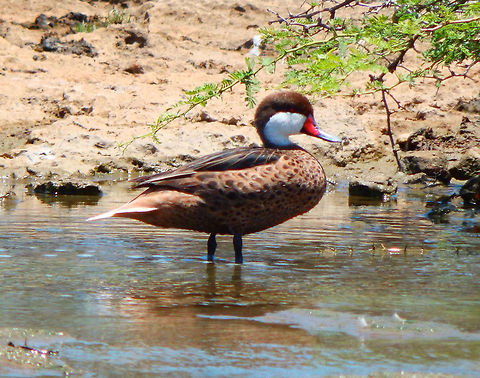 White-cheeked pintail Like many southern ducks, the sexes are similar. It is mainly brown with white cheeks and a red-based grey bill (young birds lack the pink).
Habitat:
Seen in an area close to the mangroves of Lac Calli. It is found in the Caribbean, South America, and the Galápagos Islands.It occurs on waters with some salinity, such as brackish lakes, estuaries and mangrove swamps. Anas bahamensis,Caribbean Netherlands,Geotagged,Summer,White-cheeked pintail