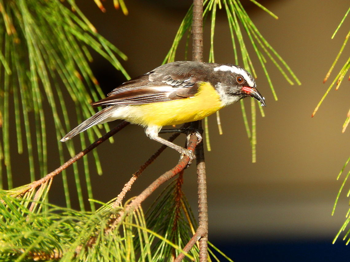 Bananaquit The bananaquit is a small bird, although there is some degree of size variation across the various subspecies. Length can range from 10 to 13 cm. Most subspecies of the bananaquit have dark grey (almost black) upperparts, black crown and sides of the head, a prominent white eyestripe, grey throat, white vent, and yellow chest, belly and rump. The sexes are alike, but juveniles are duller and often have a partially yellow eyebrow and throat. Always enjoying any sweet treat provided by humans, thereby known as &quot;sugarbirds&quot;.<br />
Habitat:<br />
Bonaire, Netherlands Antilles. Bananaquit,Caribbean Netherlands,Coereba flaveola,Geotagged,Summer