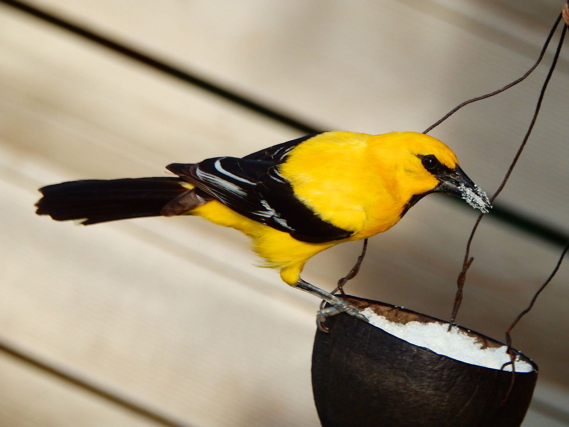Yellow Oriole Came to get sugar from a bowl to feed its young one. The yellow oriole is a is a 20&ndash;21 cm long, 38 g weight bird, with mainly yellow plumage. The adult male has a black eye mask, thin black throat line, black tail and black wings with a white wing bar and some white feather edging. The female is similar but slightly duller, and the juvenile bird has an olive-tinged yellow back, and lacks black on the face.<br />
Habitat:<br />
Island of Bonaire. Caribbean Netherlands,Geotagged,Icterus nigrogularis,Summer,Yellow Oriole