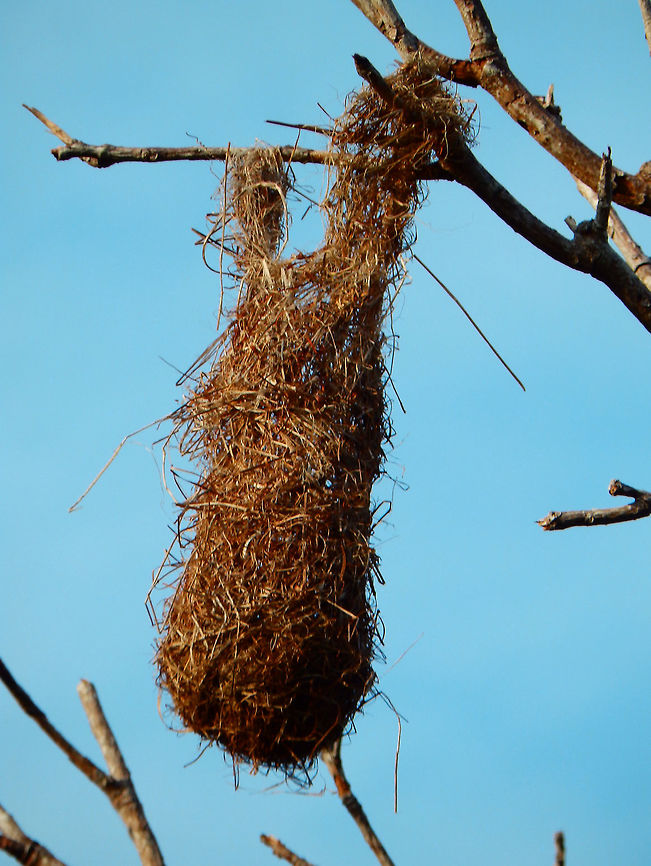 Yellow Oriole's Nest Bonaire. Icterus nigrogularis,Yellow Oriole