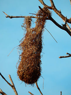 Yellow Oriole's Nest Bonaire. Icterus nigrogularis,Yellow Oriole