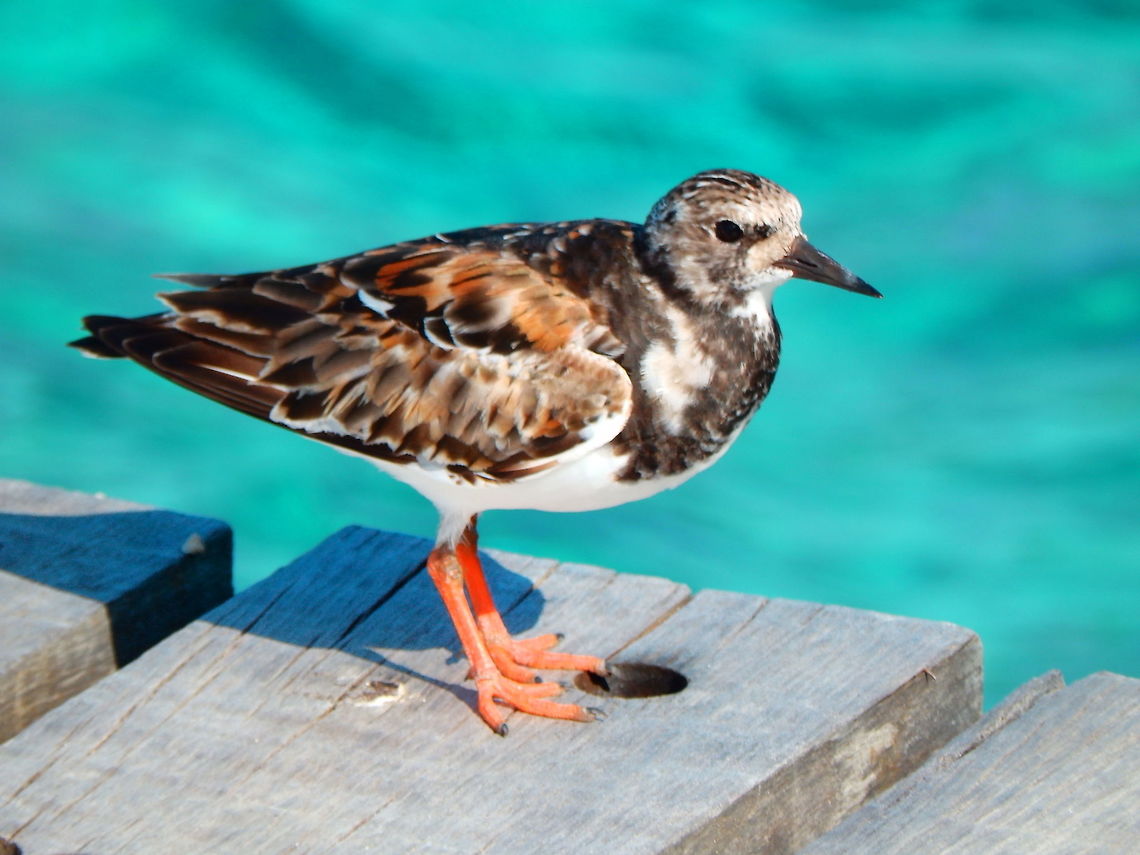 Ruddy Turnstone It is a fairly small and stocky bird, 22&ndash;24 cm (8.7&ndash;9.4 in) long with a wingspan of 50&ndash;57 cm (20&ndash;22 in) and a weight of 85&ndash;150 g (3.0&ndash;5.3 oz). The dark, wedge-shaped bill is 2&ndash;2.5 cm (0.79&ndash;0.98 in) long and slightly upturned. The legs are fairly short at 3.5 cm (1.4 in) and are bright orange. In all seasons, the plumage is dominated by a harlequin-like pattern of black and white. Breeding birds have reddish-brown upper parts with black markings. The head is mainly white with black streaks on the crown and a black pattern on the face. The breast is mainly black apart from a white patch on the sides. The rest of the underparts are white. In flight it reveals a white wingbar, white patch near the base of the wing and white lower back, rump and tail with dark bands on the uppertail-coverts and near the tip of the tail. The female is slightly duller than the male and has a browner head with more streaking. Non-breeding adults are duller than breeding birds and have dark grey-brown upperparts with black mottling and a dark head with little white. Juvenile birds have a pale brown head and pale fringes to the upperpart feathers creating a scaly impression.<br />
Habitat:<br />
<br />
Seen in both West and east sides of the island in the shoreline, boat decks etc. In the Americas, the species winters on coastlines from Washington and Massachusetts southwards to the southern tip of South America although it is scarce in southern parts of Chile and Argentina and is only an unconfirmed vagrant in the Falkland Islands.  Arenaria interpres,Caribbean Netherlands,Geotagged,Ruddy Turnstone,Summer