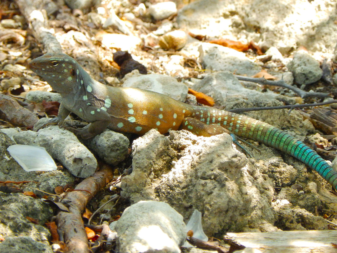 Bonaire whiptail lizard ♂️  Cnemidophorus murinus ruthveni Species endemic to the Dutch Caribbean islands. Adult males are brown or gray with 14&ndash;23 large white or pale blue spots on flanks, greenish or bluish tint on head, and short, pale longitudinal stripes on temporal and supratemporal regions.<br />
Habitat:<br />
Curacao and Bonaire.  Caribbean Netherlands,Cnemidophorus murinus,Geotagged,Summer