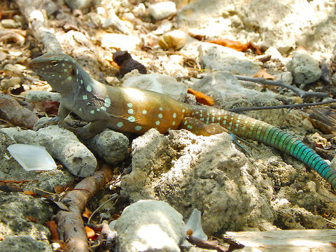 Bonaire whiptail lizard ♂️  Cnemidophorus murinus ruthveni Species endemic to the Dutch Caribbean islands. Adult males are brown or gray with 14–23 large white or pale blue spots on flanks, greenish or bluish tint on head, and short, pale longitudinal stripes on temporal and supratemporal regions.
Habitat:
Curacao and Bonaire.  Caribbean Netherlands,Cnemidophorus murinus,Geotagged,Summer